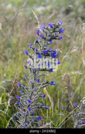 La vipère (Vipérine commune Echium vulgare) croissant sur le bord de la Falaise près de Beachy Head Banque D'Images