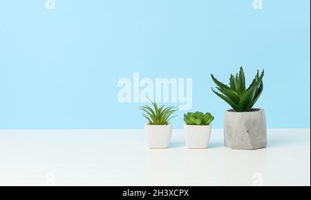 Trois pots en céramique avec des plantes sur une table blanche, fond bleu Banque D'Images