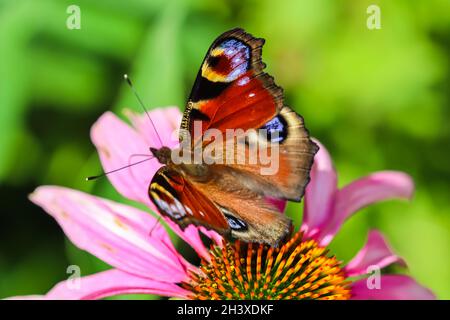 Beau papillon européen de Peacock coloré sur fleur pourpre Echinacea dans jardin ensoleillé. Banque D'Images