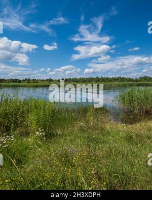 Petit lac pittoresque aux rushy. Ensoleillé, jour d'été. Banque D'Images