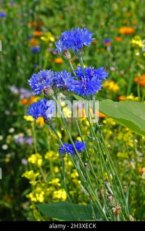 Fleur de maïs, bleuet, fleur de cyani, Banque D'Images