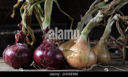 Grand oignon frais, oignons jaunes et violets sur une très vieille planche en bois de chêne à l'extérieur.Plante vivace de la famille Onion, un large Banque D'Images