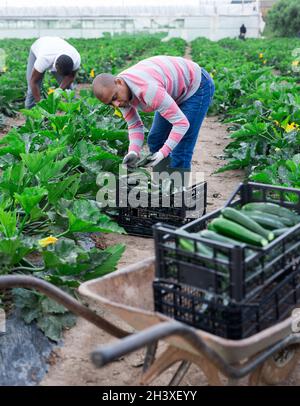 Un ouvrier agricole latino-américain récolte des courgettes Banque D'Images