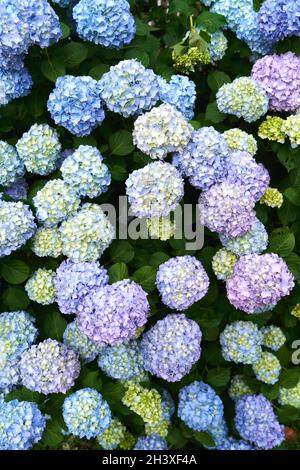 L'hortensia bleu vif, jaune et violet fleurit sur un buisson vert Banque D'Images