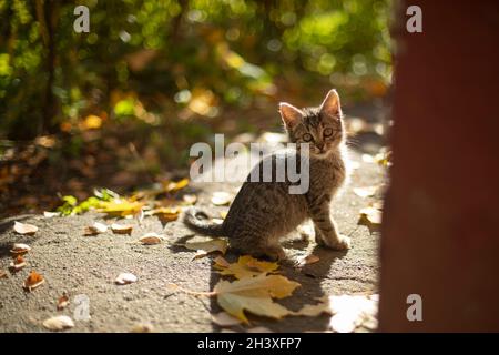 Chaton dans la rue.Chat errant.Un animal mignon a peur de l'appareil photo.Chaton dans la lumière du soleil. Banque D'Images