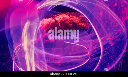 Champignons et plantes illuminés par du gaz inerte Banque D'Images