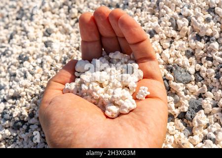 Main tenant des petits morceaux de corail dans la plage de Popcorn près de la ville de Corralejo, Espagne Banque D'Images