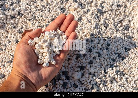 Main tenant des petits morceaux de corail dans la plage de Popcorn près de la ville de Corralejo, Espagne Banque D'Images