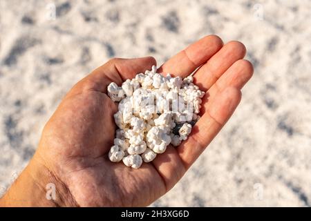 Main tenant des petits morceaux de corail dans la plage de Popcorn près de la ville de Corralejo, Espagne Banque D'Images