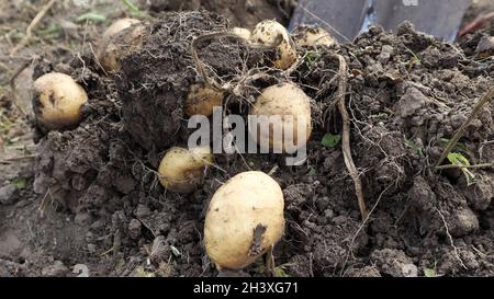 Récolte du sol sur la plantation de jeunes pommes de terre.Les pommes de terre fraîches biologiques sont creusées hors du sol avec un shov Banque D'Images