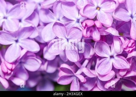 Vraies jolies fleurs de lilas de printemps violet grandes pour la bonne humeur Banque D'Images