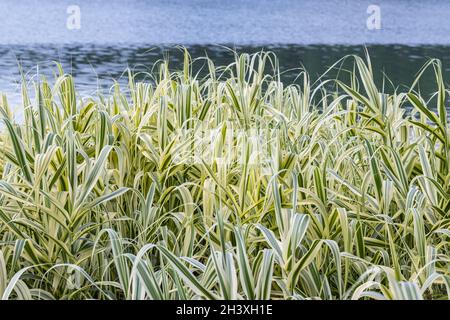 Roseau géante ou arundo donax en été au bord du lac Banque D'Images