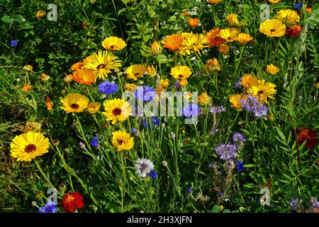 Marigold et fleur de maïs Banque D'Images