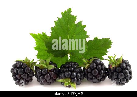 Les mûres avec des feuilles isolées sur fond blanc. Banque D'Images