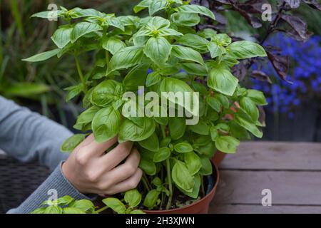 Planter un buisson de basilic.Maison jardin d'herbes Banque D'Images