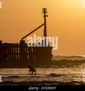 Chien courant sur la plage de West Runton, Norfolk Banque D'Images