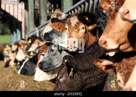 Vaches photographiés dans un hangar à vaches sur une ferme à West Sussex, Royaume-Uni. Banque D'Images