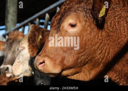 Vaches photographiés dans un hangar à vaches sur une ferme à West Sussex, Royaume-Uni. Banque D'Images