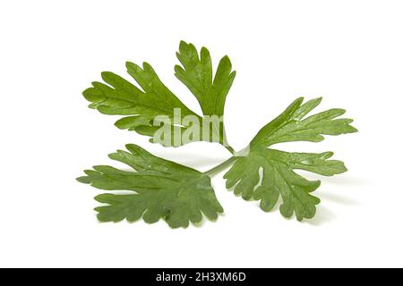 Légumes verts parfumés pour la décoration de plats, feuille de persil isolée sur fond blanc. Banque D'Images