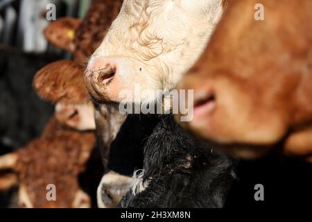 Vaches photographiés dans un hangar à vaches sur une ferme à West Sussex, Royaume-Uni. Banque D'Images