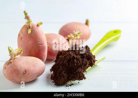 Pommes de terre germées et sol pour la plantation. Banque D'Images