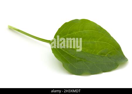 Feuille de plantain, plante médicinale isolée sur fond blanc. Banque D'Images