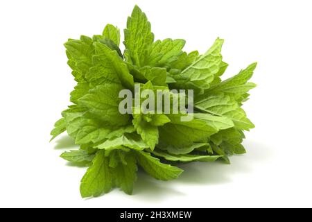 Bouquet de baume de citron isolé sur fond blanc. Banque D'Images