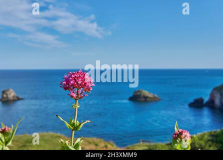04 juin 2021.Brixham, Royaume-Uni.Berry Head vue sur le bord de mer à Brixham,Devon,UK. Fleurs sur la falaise. Banque D'Images