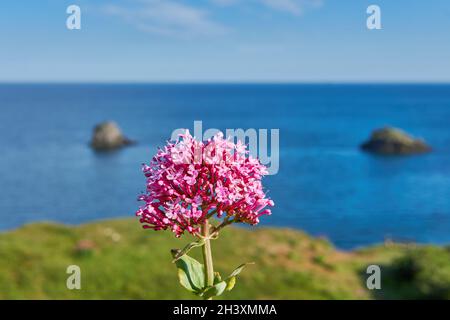 04 juin 2021.Brixham, Royaume-Uni.Berry Head vue sur le bord de mer à Brixham,Devon,UK. Fleurs sur la falaise. Banque D'Images