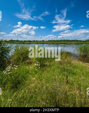 Petit lac pittoresque aux rushy. Ensoleillé, jour d'été. Banque D'Images