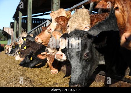 Vaches photographiés dans un hangar à vaches sur une ferme à West Sussex, Royaume-Uni. Banque D'Images