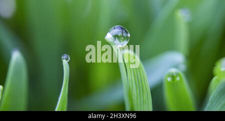 Des gouttes de rosée sur les extrémités d'une feuille d'herbe, de la rosée matinale sur le blé Banque D'Images