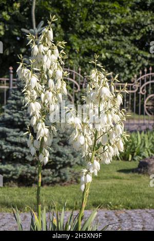 Yucca poussant dans le jardin, une plante à fleurs blanches pour la décoration décorative de jardin. Banque D'Images