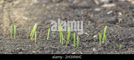Jeunes pousses d'orge de germination croissant dans le sol dans le domaine de l'agriculture Banque D'Images