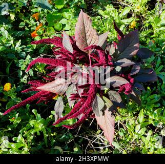 Maranthe de sang Amaranthus cruentus plante à fleurs en lumière naturelle Banque D'Images