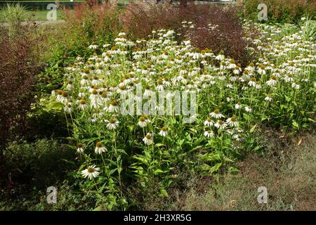 Echinacea purpurea Cygne blanc, fleur en cône violet blanc Banque D'Images