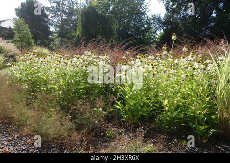 Echinacea purpurea Cygne blanc, fleur en cône violet blanc Banque D'Images