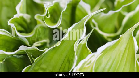 Arrière-plan naturel. HostA (Funkia, Plantain Lilies) dans le jardin. Gros plan sur les feuilles vertes avec bordure blanche Banque D'Images