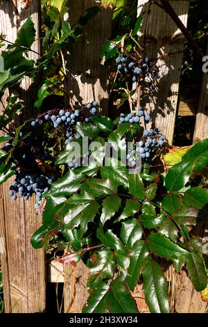 Mahonie (Mahonia auquifolium, Syn.Berberis aquifolium, Berberis nutkana, Odostemon aquifolium ) - Strauch mit reifen Früchten Banque D'Images