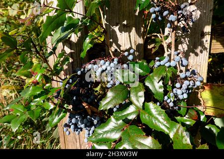 Mahonie (Mahonia auquifolium, Syn.Berberis aquifolium, Berberis nutkana, Odostemon aquifolium ) - Strauch mit reifen Früchten Banque D'Images