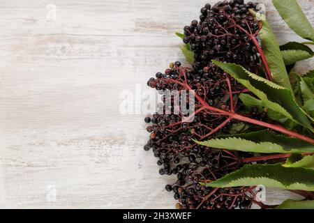 Baies de sureau sur fond de bois de châle blanc. Baies de sureau mûres Sambucus. Banque D'Images