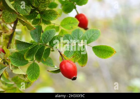 Fruits mûrs de rosehip sur une brousse parmi les feuilles vertes.Les hanches roses sont couramment utilisées dans le thé à base de plantes. Banque D'Images