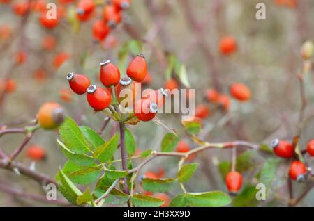 Fruits rouges de la hanche de rose sur une brousse en automne dehors.Les fruits sauvages de la hanche de rose sont des matières premières médicinales précieuses avec une teneur élevée en vitamine C. Banque D'Images