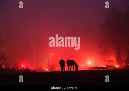 Animaux sauvages dans le brouillard pendant Halloween au zoo de Kolmarden samedi.Entre octobre 16 et novembre 7, Halloween est organisé dans le zoo juste à l'extérieur de Norrköping, en Suède. Banque D'Images