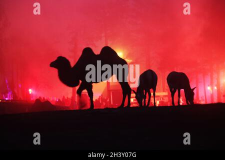 Animaux sauvages, ici un chameau, dans le brouillard pendant Halloween au zoo de Kolmarden samedi.Entre octobre 16 et novembre 7, Halloween est organisé dans le zoo juste à l'extérieur de Norrköping, en Suède. Banque D'Images