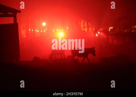 Animaux sauvages dans le brouillard pendant Halloween au zoo de Kolmarden samedi.Entre octobre 16 et novembre 7, Halloween est organisé dans le zoo juste à l'extérieur de Norrköping, en Suède. Banque D'Images