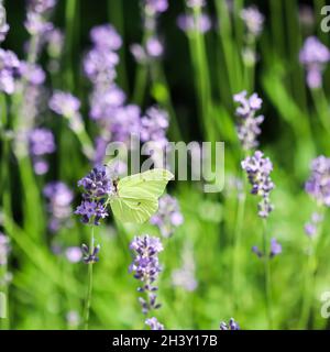 Magnifique Gonepteryx rhamni jaune ou papillon commun de brimstone sur une fleur de lavande pourpre Banque D'Images