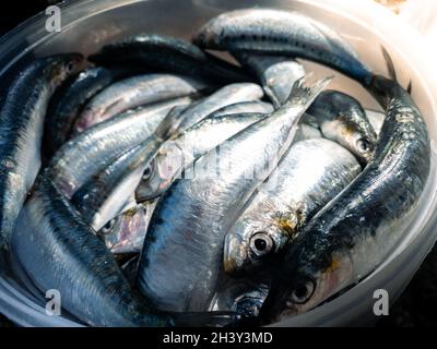 Sardine fraîche brute pour la plaque du gril.Style pilchard espagnol préparé.Poisson nettoyé et conservé dans le bateau pour cuisiner dans le jardin à la maison pendant les vacances.T Banque D'Images