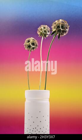 Gros plan d'une belle tête de fleur Banque D'Images