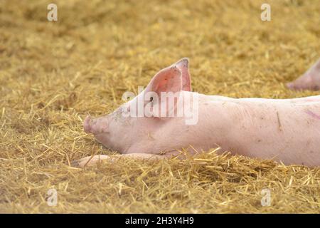 Le porc dort sur de la paille sèche dans une ferme. Banque D'Images